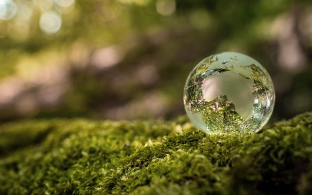 Sphere, Moss, Plant