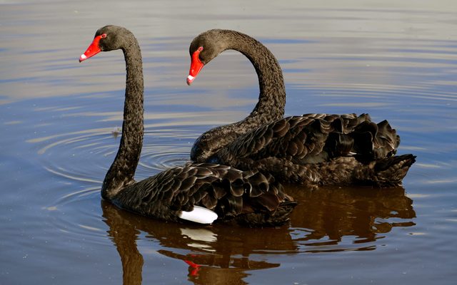 Waterfowl, Bird, Animal