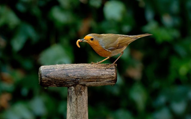 Bird, spade, garden