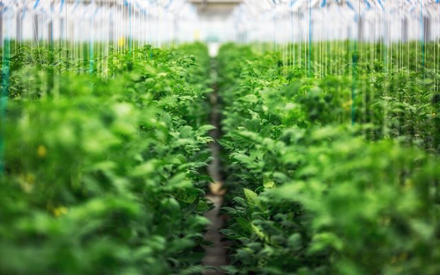 Greenhouse, Outdoors, Field