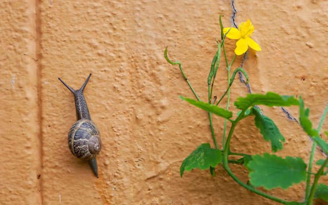 Leaf, Plant, Insect