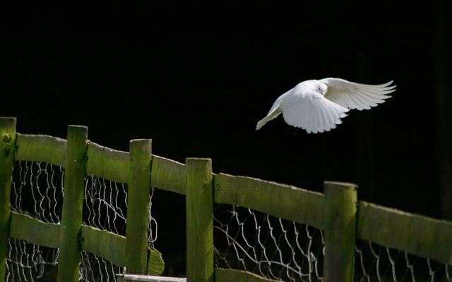 Bird, Animal, Waterfowl