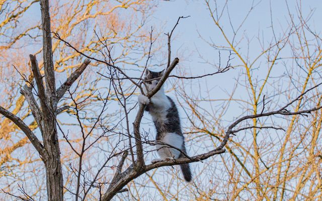 Plant, Tree, Animal