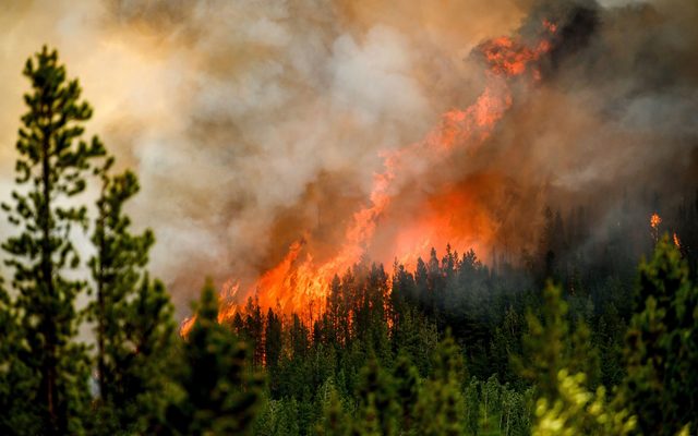 Fire, Forest Fire, Plant