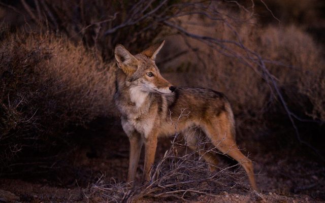 Animal, Coyote, Mammal