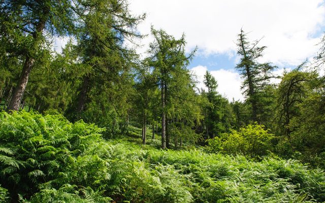 Plant, Tree, Conifer