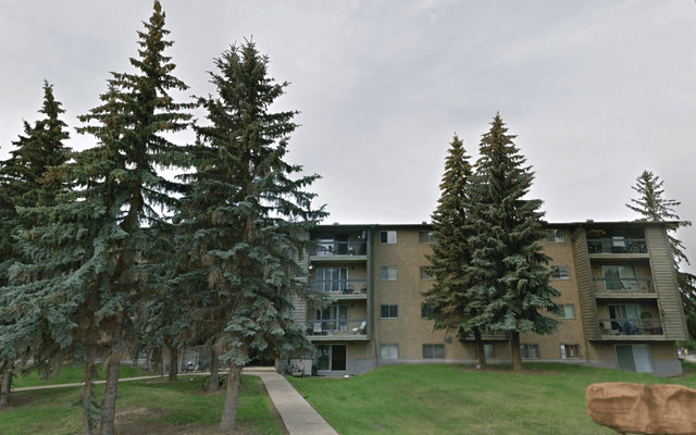 Plant, Tree, Fir