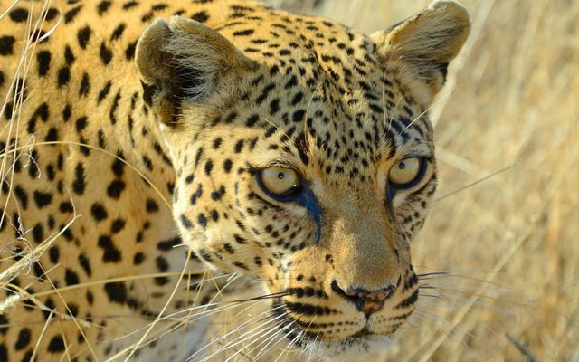 Animal, Mammal, Panther