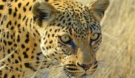 Animal, Mammal, Panther