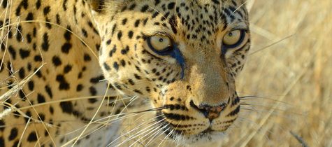 Animal, Mammal, Panther